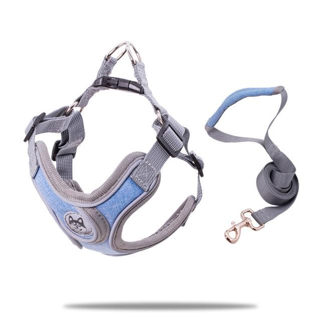 Collar y Correa PET para Perros Pequeños a Medianos