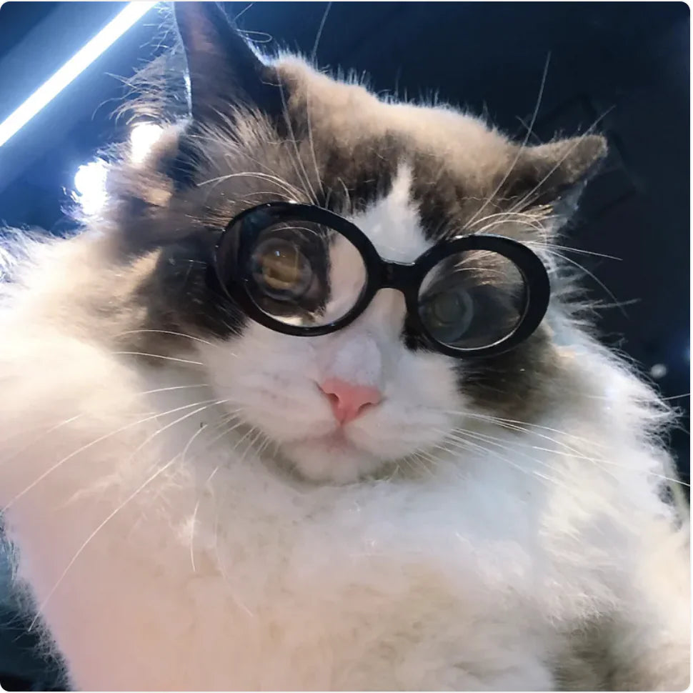 Gafas de Sol Multicolor para Perros y Gatos, Accesorios Guapos y Cool